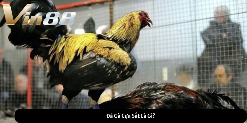 Đá gà cựa sắt